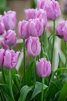 Tulipa - Fringed Tulip - 'Lilac Crystal'