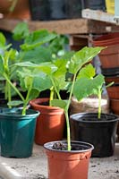 Young cucumber plants in a greenhouse - Cucumis sativus