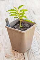 Prunus lusitanica - Portuguese Laurel cutting in plastic pot on wooden surface. 