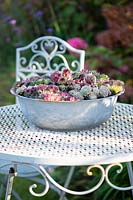 Zinc galvanized bowl planted with Sempervivum on white metal table
