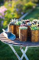 Succulents Echeveria planted in recycled rusted tin cans 