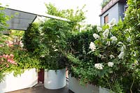 Roof garden with screen of planters filled with shrubs: Hydrangea 'Snow Queen' and Acer palamtum - Japanese Acer 