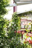 The terrace dining area with climber over shading, seen through Hydrangea and Alstromeria 