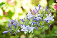 Agapanthus 'Blue Storm' - African Lily 'Blue Storm'