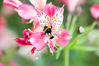 Bumblebee on Alstromeria 'Freedom'