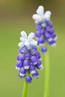 Muscari 'Mount Hood' - Grape Hyacinth