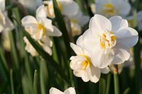 Narcissus 'Cheerfulness' - Daffodil 'Cheerfulness'