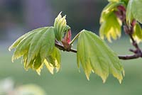 Acer shirasawanum 'Aureum' emerging foliage 