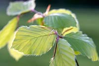 Fagus sylvatica - Beech - young leaves