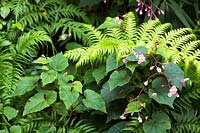 Begonia grandis and Woodwardia radicans - Fern