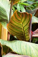 Canna indica 'Tropicana', light shining through a single leaf