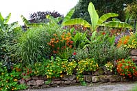Musa Basjoo - Banana and other perennials growing in stone raised bed with mixed Tropaeolum majus - Nasturtium - tumbling over the sides 