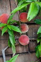 Prunus persica 'Kestrel' - Peach - ripe fruits on wall-trained plant against fence