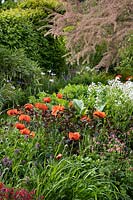 Flower beds with Papaver - Oriental Poppy and other perennials, Tamarisk tree