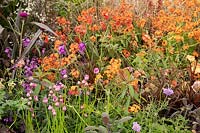 Coloured themed borders in The Macmillan Legacy Garden, plants include Erysimum - Wallflower - in orange and purple 