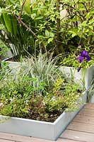 Decking on the terrace with a mix of shrubs in low square containers including carex 'everest' and iris