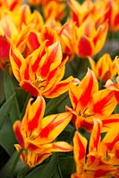 Multi-flowering Tulipa Greigii 'Winnipeg' 