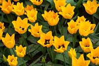 Tulipa greigii 'Golden Tango' - Tulip 'Golden Tango'