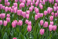 Tulipa 'Light and Dreamy - Darwin hybrid Tulip 'Light and Dreamy' 