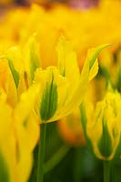 Tulipa 'Green Mile' -  Fringed Viridiflora Tulip 'Green Mile'