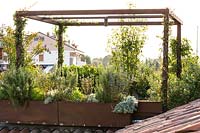 Pergola on the roof terrace with container planting including Milletia satsuma, Abelia Sherwood and Pittosporum heterophyllum - Milan, Italy