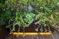Container with Abelia Sherwood, Euphorbia martinii, Heuchera x villosa 'Circus' and Liriope 'Silver Dragon' on the terrace 