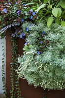 Mixed planting of Artemisia schmidtiana 'Nana Attraction', Salvia officinalis, Ceratostigma plumbaginoides, Vinca minor and Loropetalum 'Black pearl'. 
