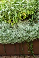 Artemisia - Nana attraction, Salvia officinalis, Ceratostigma plumbaginoides, Vinca minor and Loropetalum black pearl in raised metal container