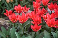 Tulipa Greigii 'Fresco' - April