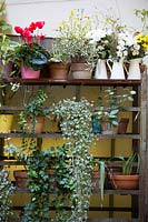 Potted plants arranged on shelves in corner of courtyard. 