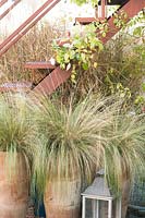Stipa arundinacea planted in terracotta pots by stairs. 
