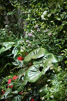 Farfugium japonicum, Begonia 'Gryphon' and Scaevola aemula