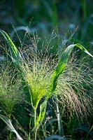 Backlit Panicum 'Frosted Explosion' - previously Agrostis 'Fibre Optics'