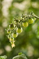 Solanum lycopersicum 'Pomodoro a grappolo ciliegini'