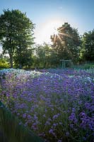 Dawn over the stock beds with Verbena bonariensis - Argentinian vervain -and Phlox paniculata 'David' in the foreground.