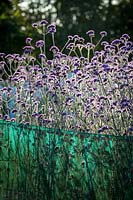 Early morning sun backlighting massed Verbena bonariensis - Argentinian vervain - in the stock beds