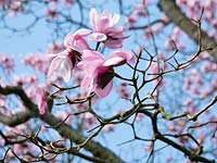 Magnolia sprengeri 'Diva' - Goddess Magnolia 