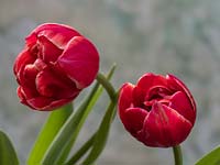 Tulipa 'Cabella'