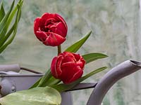 Tulipa 'Cabella' with watering can