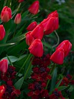 Tulipa 'Apeldoorn' with Erysium 
