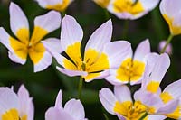 Tulipa saxatilis 'Lilac Wonder' 