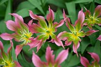 Tulipa 'Love Dance' - Tulip - looking down into flower