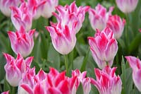 Tulipa 'Whispering Dream'
