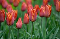 Triumph Tulipa 'Request' - previously known as 'Quest