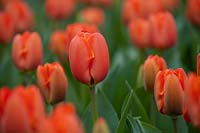 Tulipa 'Tripel A' syn. 'Triple A' - Tulip 