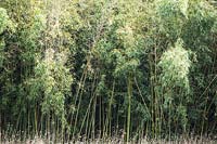 Phyllostachys viridiglaucescens - Green Glaucous Bamboo - grown on commercial scale as a crop 
