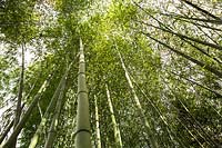 Looking up at Phyllostachys viridiglaucescens - Green Glaucous Bamboo - grown on a commercial scale as a crop