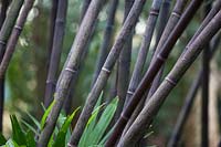 Phyllostachys nigra - Black-stemmed Bamboo 