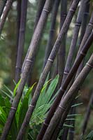 Phyllostachys nigra - Black-stemmed Bamboo