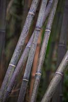 Phyllostachys nigra - Black-stemmed Bamboo 